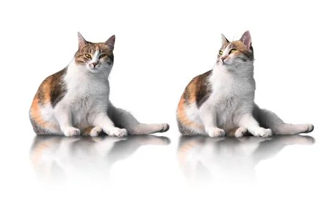 Cat on isolated white background in two positions Stock Photos