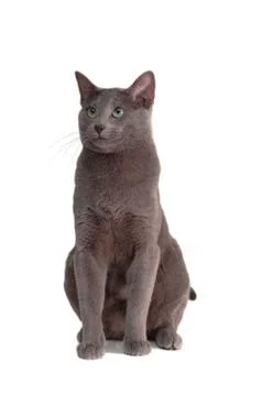 Cat isolated on white Stock Photos