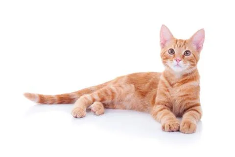 Cat Isolated On White Foto stock