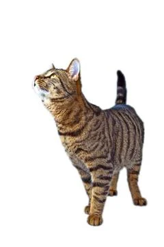   cat isolated on white Stock Photos