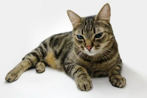 Cat isolated on white Stock Photos
