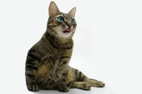 Cat isolated on white Foto stock