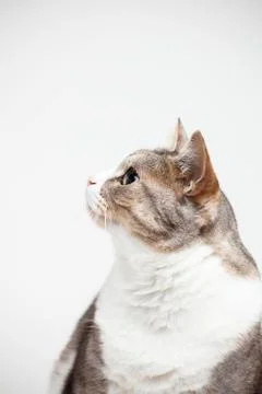 The cat isolated on white. Stock Photos