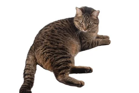 Cat isolated on white. Stock Photos