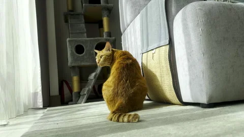 Cat with its back to camera then looking around Stock Footage 245414161
