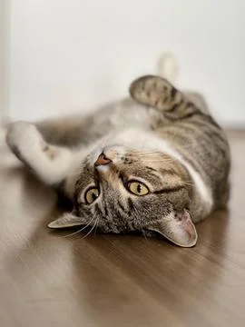 Cat on its back Stock Photos