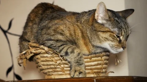 The cat is in its place Stock Footage 94587881