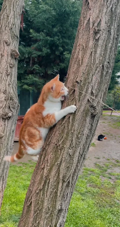 Cat joking Video stock 170950256