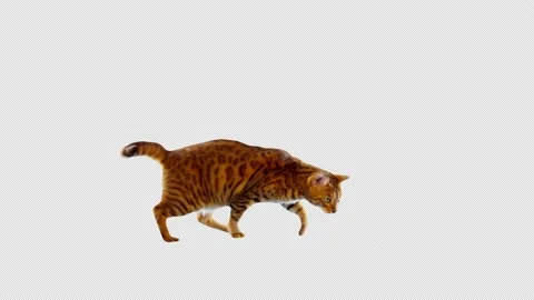 Cat Jump with Alpha Channel Luma Matte Stock Footage 142637585