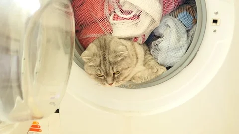 The cat jumped from the washing machine Stock Footage 83309408