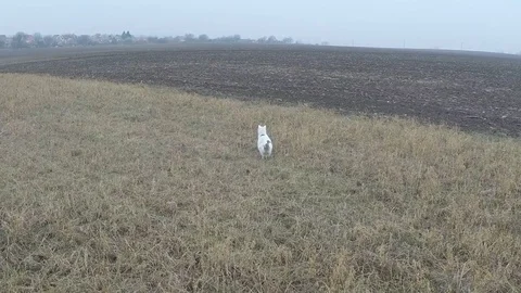 Cat jumping and catching mouse slow motion Stock Footage 72727890