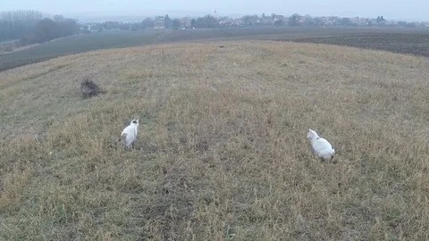 Cat jumping and catching mouse slow motion Stock Footage 73059248