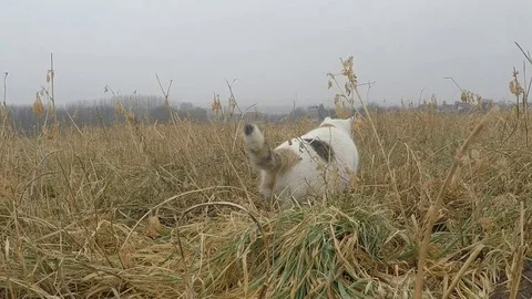 Cat jumping and catching mouse Stock Footage 73374555