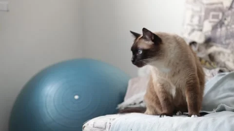 Cat jumping off the couch 動画素材 173094955