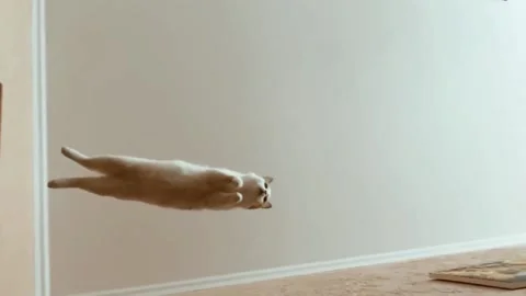 Cat is jumping Stock Footage 134481573