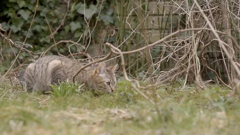 Cat Jumping In Garden Slow Motion Stock Footage 127036404