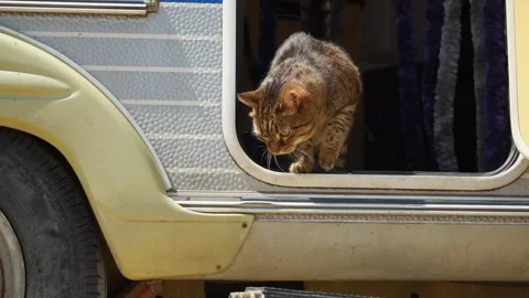 Cat jumping out of camper, close up Stockbeeldmateriaal 312870839