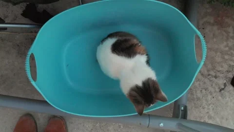 Cat jumping out of small tub Stock Footage 137844997