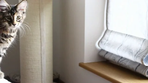 Cat jumping slow Stock Footage 114126135