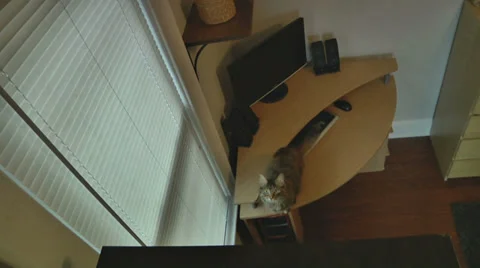 Cat jumping in slow motion Stockbeeldmateriaal 39328456