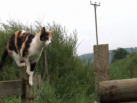 Cat jumping in slow motion. Stock Footage 79631368