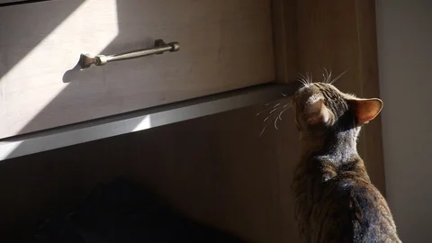 Cat jumping in slow motion Stock Footage 86604870