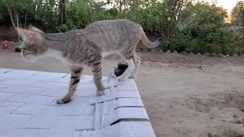 Cat jumping in slow motion 스톡 동영상 235900260