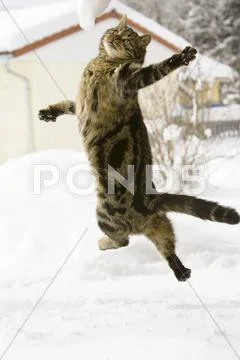 Cat Jumping In Snow, Domestic Cat, Male,