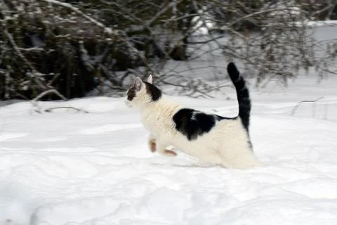 Cat jumping in snow Stock Photos