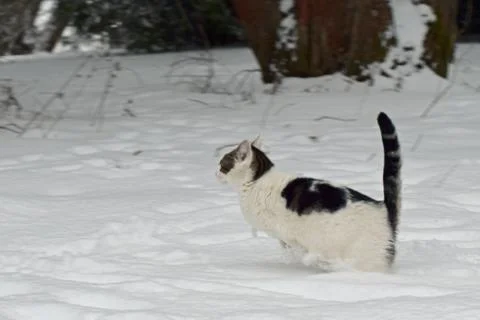 Cat jumping in snow Stock Photos