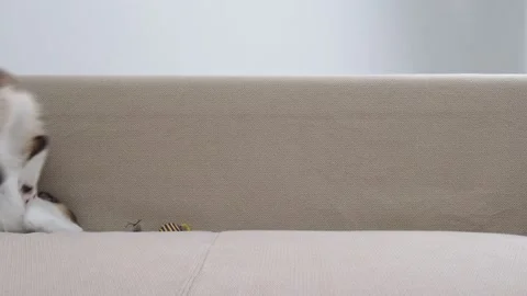 The cat is jumping on the sofa Видео 194542570