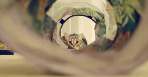 Cat Jumping Through Tunnel Stock Footage