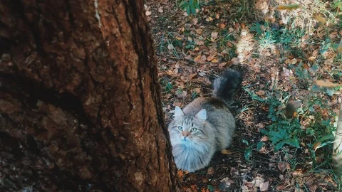 Cat is  jumping on a tree Stock Footage