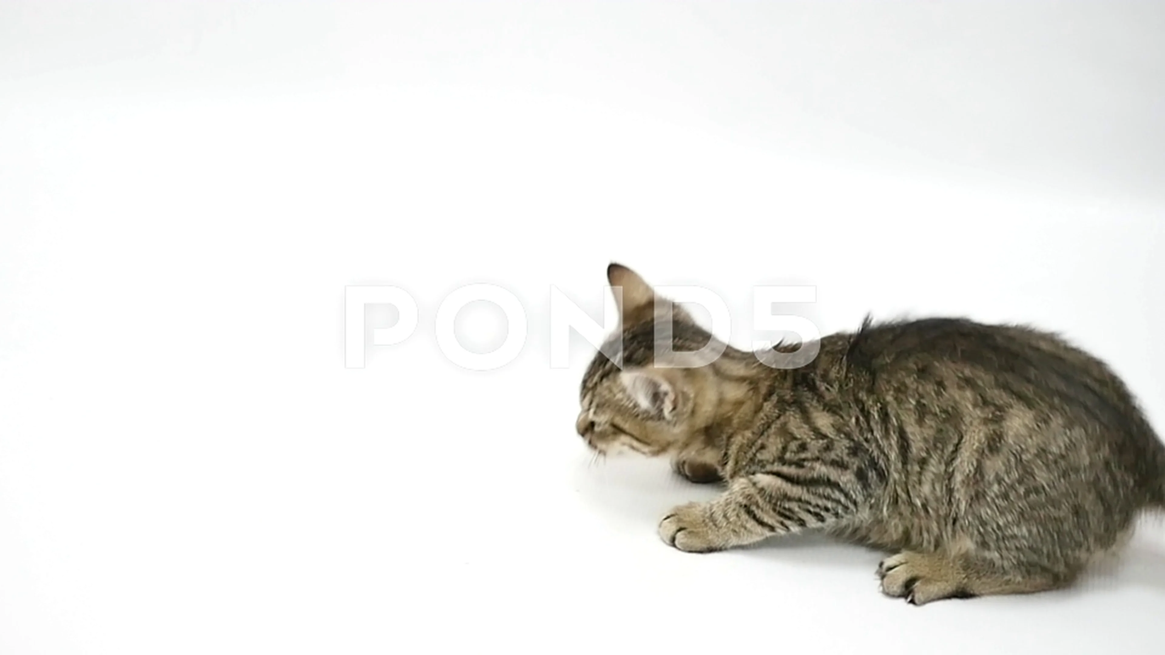 jumping cat white background