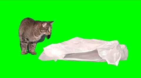 Cat jumps inside pocket Stock Footage 11677996