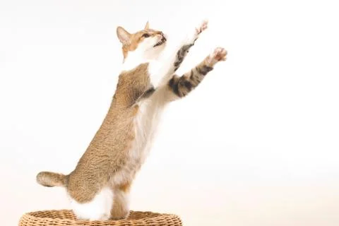 Cat jumps 写真素材