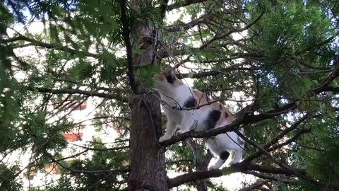 The Cat jumps on the pine branches Stock Footage 82688629