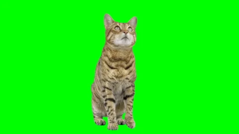 Cat jumps up onto platform from behind green screen sits down facing forward Stock Footage 254631722