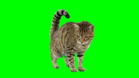 Cat jumps up onto platform from behind green screen sits down facing forward Stock Footage 254631810