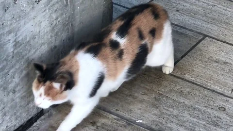Cat just walks 動画素材 82688662
