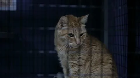 Cat in a kennel 動画素材 12863812