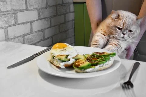The cat is kept at the table before sandwich breakfast Stock Photos
