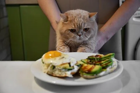 The cat is kept at the table before sandwich breakfast Stock Photos