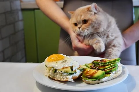 The cat is kept at the table before sandwich breakfast Stock Photos