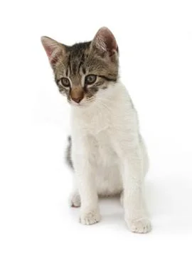 Cat kid Stock Photos