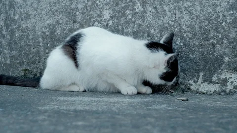 Cat kills a reptile Stock Footage 129108547