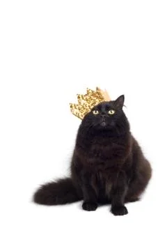 Cat king Stock Photos