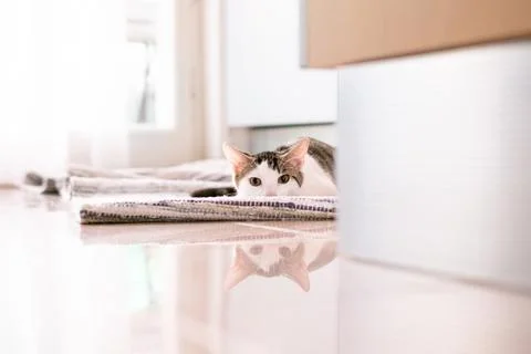 Cat on the kitchen carpet Stock Photos