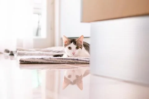 Cat on the kitchen carpet Stock Photos