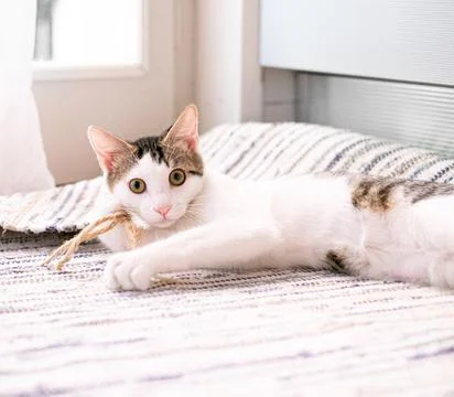 Cat on the kitchen carpet Stock Photos